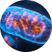 Advanced Mitochondrial Formula Ingredients